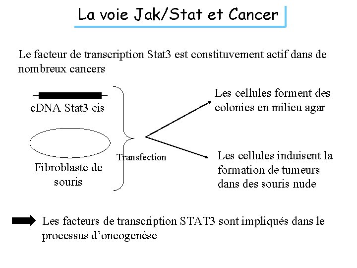 La voie Jak/Stat et Cancer Le facteur de transcription Stat 3 est constituvement actif