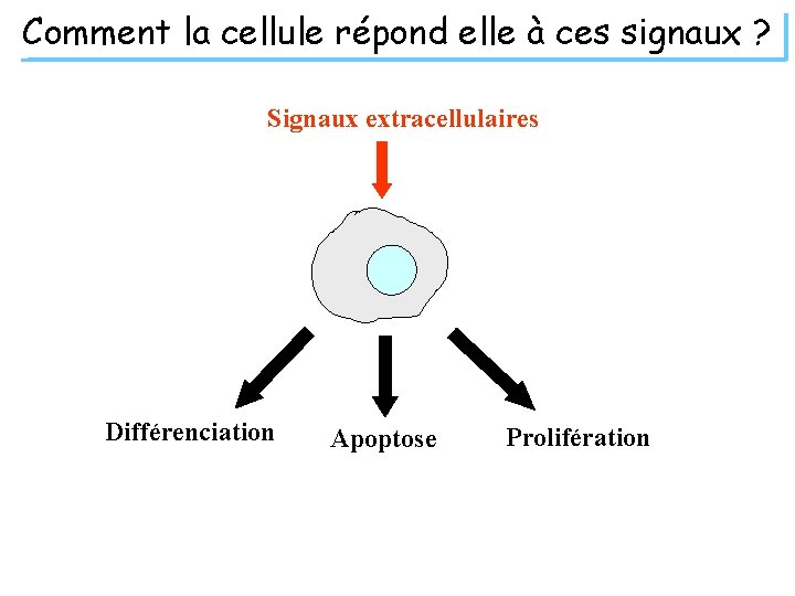 Comment la cellule répond elle à ces signaux ? Signaux extracellulaires Différenciation Apoptose Prolifération