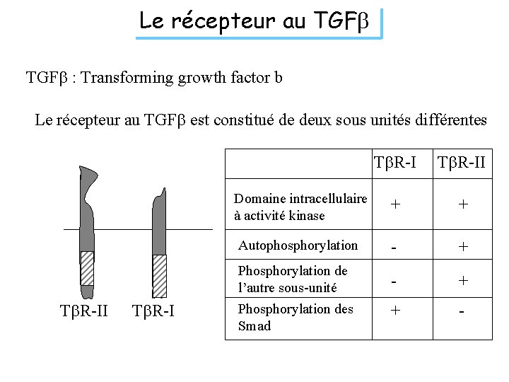 Le récepteur au TGFb : Transforming growth factor b Le récepteur au TGFb est