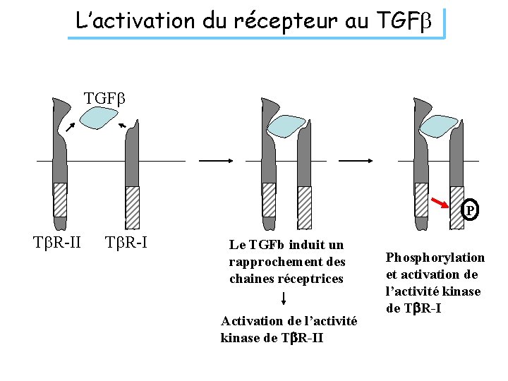 L’activation du récepteur au TGFb P Tb. R-II Tb. R-I Le TGFb induit un