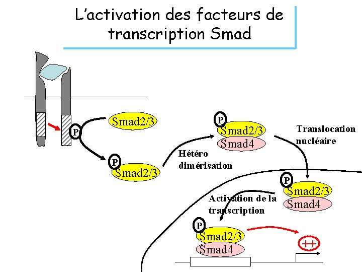 L’activation des facteurs de transcription Smad P P Smad 2/3 Translocation nucléaire Smad 2/3