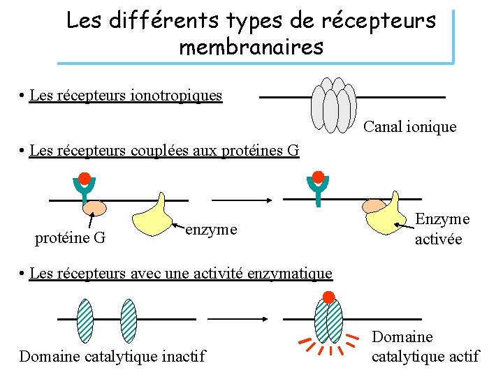 Les différents types de récepteurs membranaires • Les récepteurs ionotropiques Canal ionique • Les