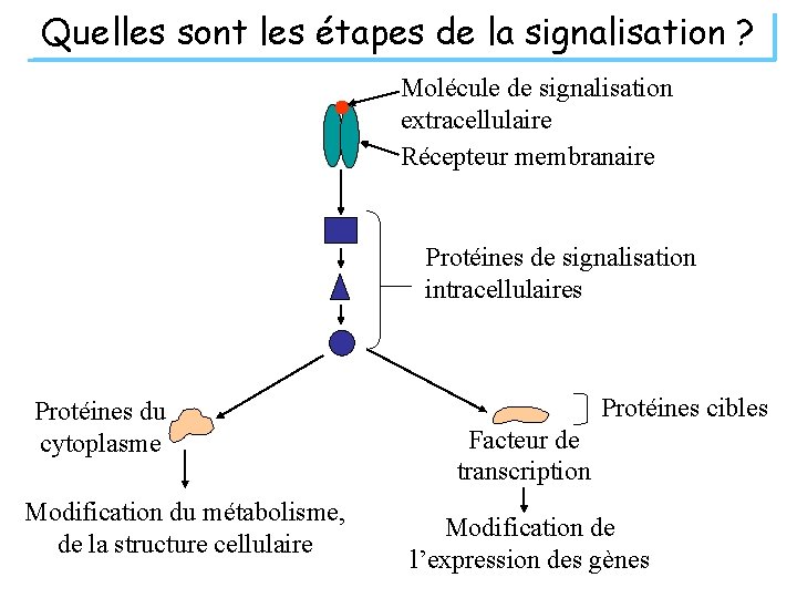 Quelles sont les étapes de la signalisation ? Molécule de signalisation extracellulaire Récepteur membranaire