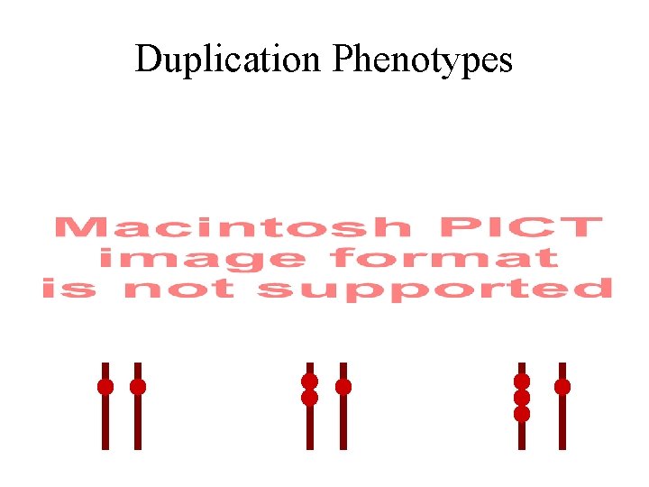 Duplication Phenotypes 