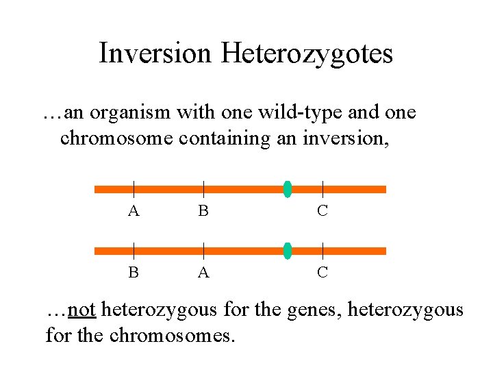 Inversion Heterozygotes …an organism with one wild-type and one chromosome containing an inversion, A