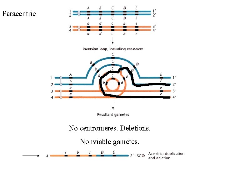 Paracentric No centromeres. Deletions. Nonviable gametes. 