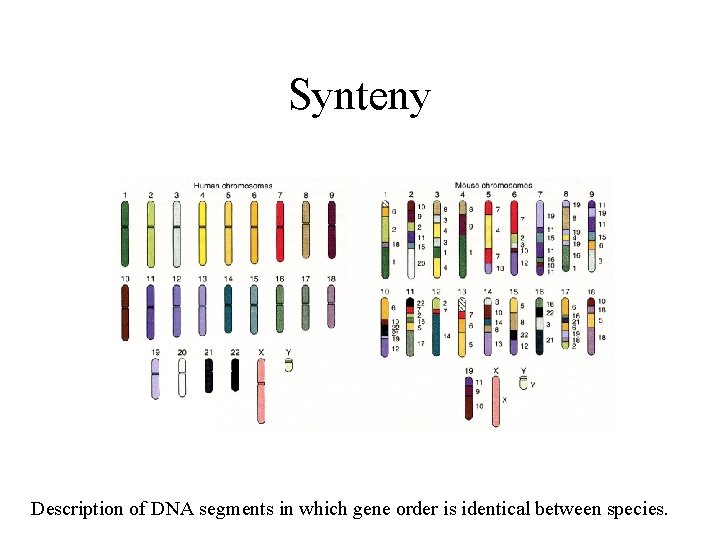 Synteny Description of DNA segments in which gene order is identical between species. 