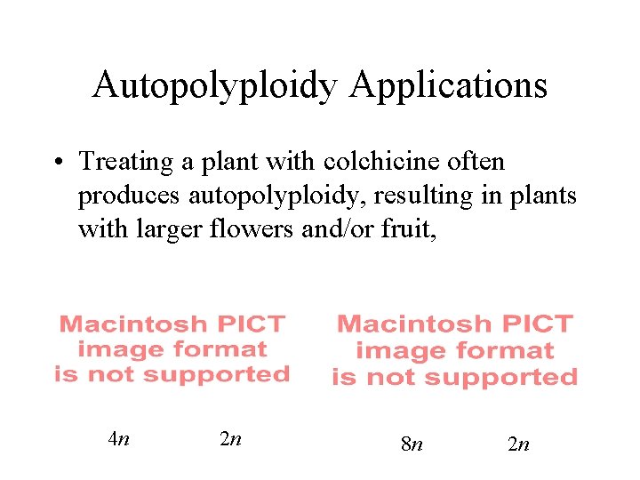 Autopolyploidy Applications • Treating a plant with colchicine often produces autopolyploidy, resulting in plants