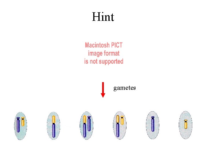 Hint gametes 