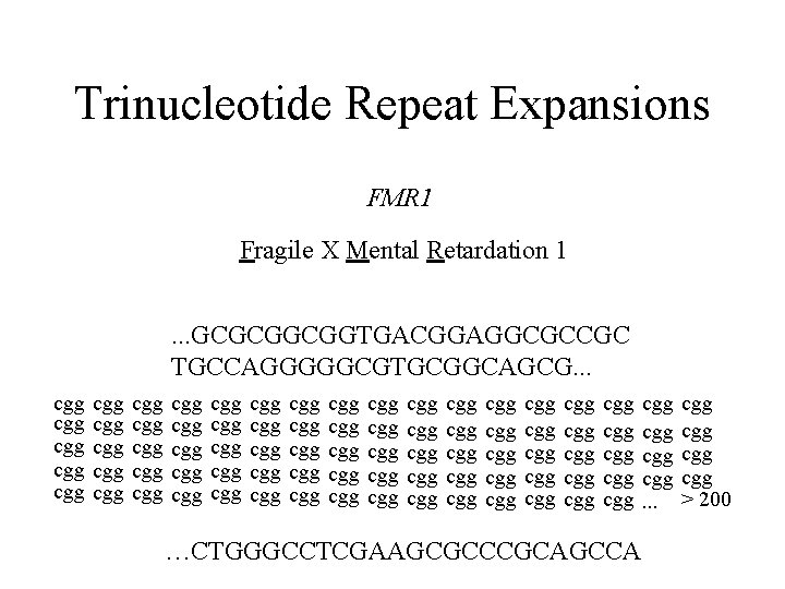 Trinucleotide Repeat Expansions FMR 1 Fragile X Mental Retardation 1. . . GCGCGGCGGTGACGGAGGCGCCGC TGCCAGGGGGCGTGCGGCAGCG.