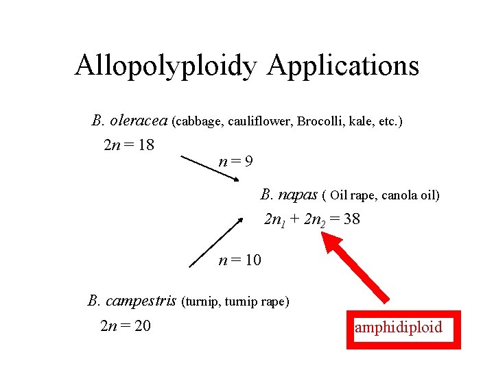 Allopolyploidy Applications B. oleracea (cabbage, cauliflower, Brocolli, kale, etc. ) 2 n = 18