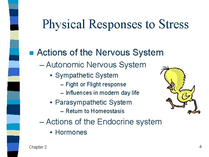 Physical Responses to Stress n Actions of the Nervous System – Autonomic Nervous System