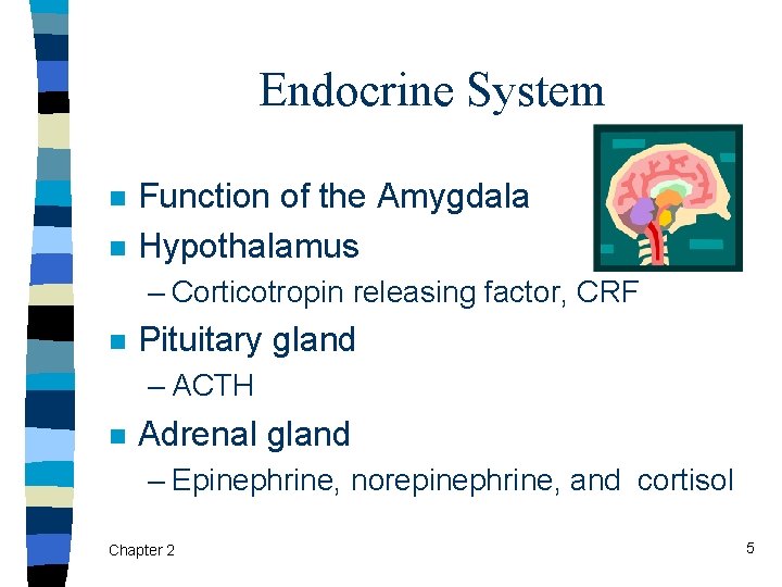 Endocrine System n n Function of the Amygdala Hypothalamus – Corticotropin releasing factor, CRF