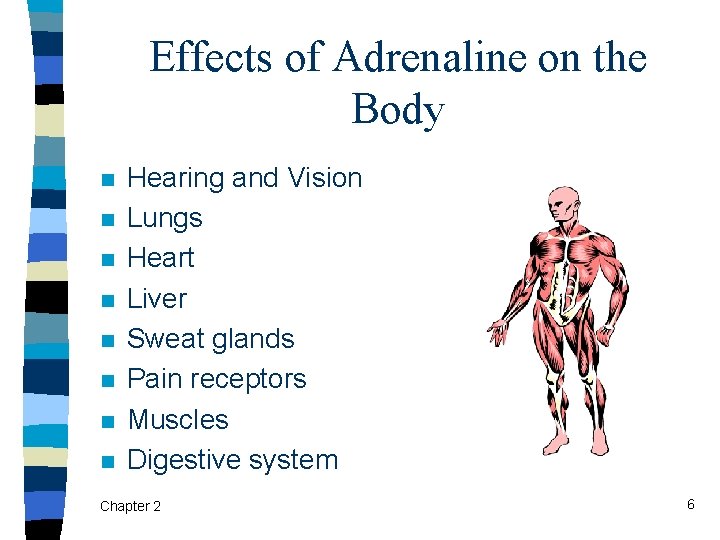 Effects of Adrenaline on the Body n n n n Hearing and Vision Lungs
