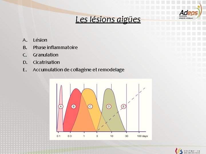 Les lésions aigües A. B. C. D. E. Lésion Phase inflammatoire Granulation Cicatrisation Accumulation
