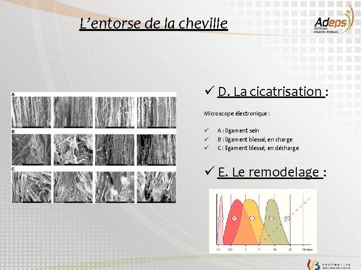 L’entorse de la cheville ü D. La cicatrisation : Microscope électronique : ü ü