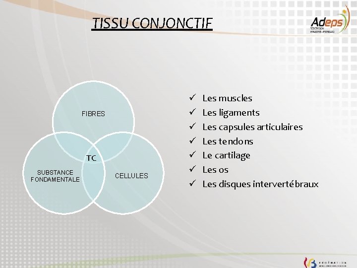 TISSU CONJONCTIF FIBRES TC SUBSTANCE FONDAMENTALE CELLULES ü ü ü ü Les muscles Les