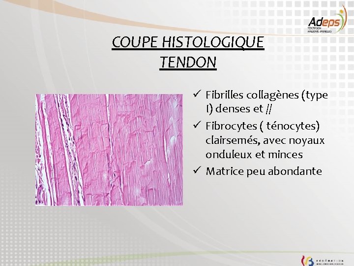 COUPE HISTOLOGIQUE TENDON ü Fibrilles collagènes (type I) denses et // ü Fibrocytes (