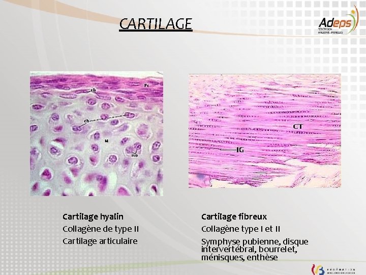 CARTILAGE Cartilage hyalin Collagène de type II Cartilage articulaire Cartilage fibreux Collagène type I