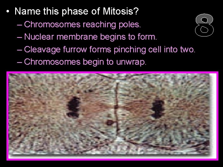  • Name this phase of Mitosis? 8 – Chromosomes reaching poles. – Nuclear