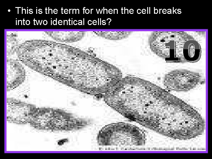  • This is the term for when the cell breaks into two identical