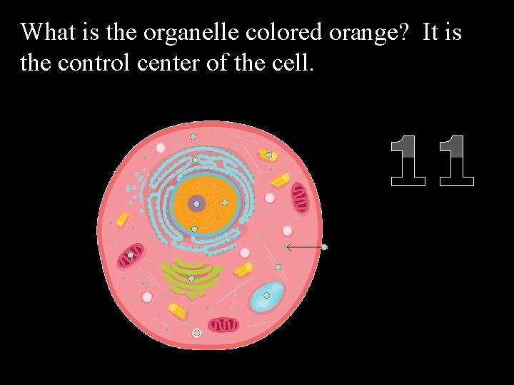 What is the organelle colored orange? It is the control center of the cell.