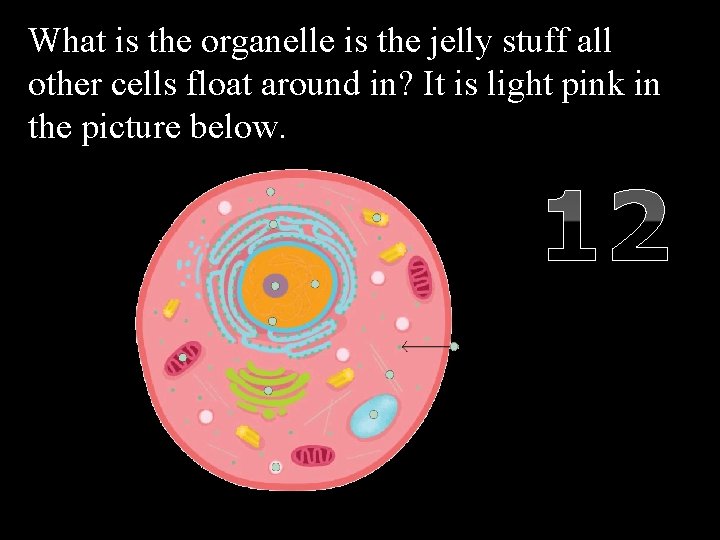 What is the organelle is the jelly stuff all other cells float around in?