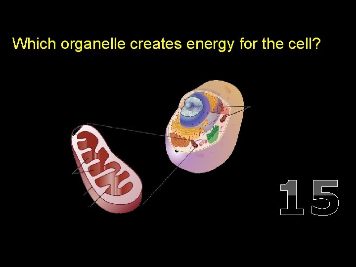 Which organelle creates energy for the cell? 15 