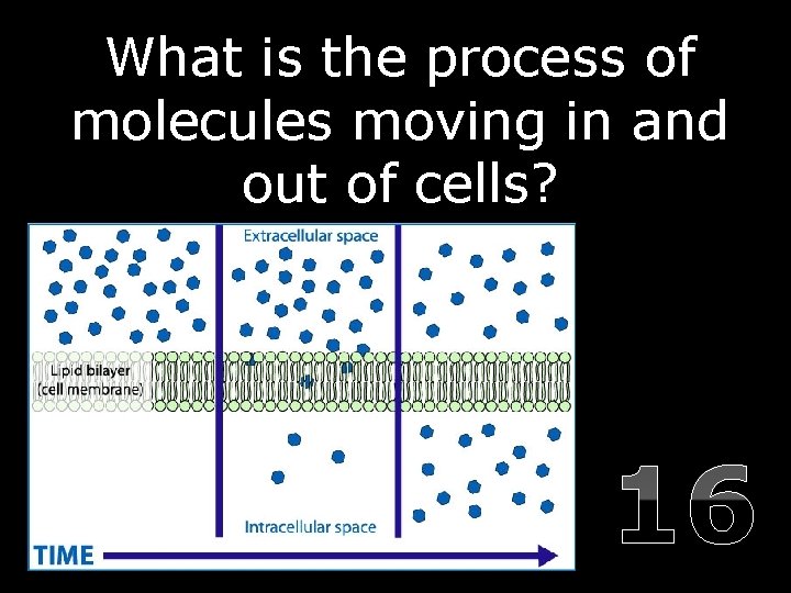 What is the process of molecules moving in and out of cells? In a