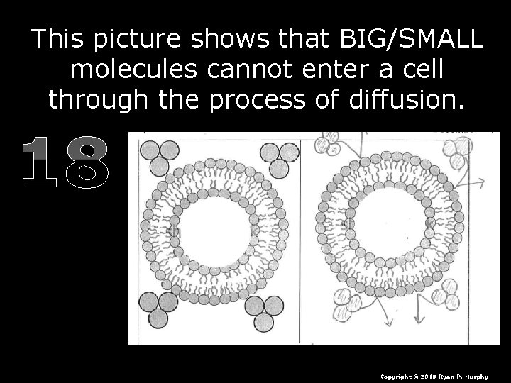 This picture shows that BIG/SMALL molecules cannot enter a cell through the process of