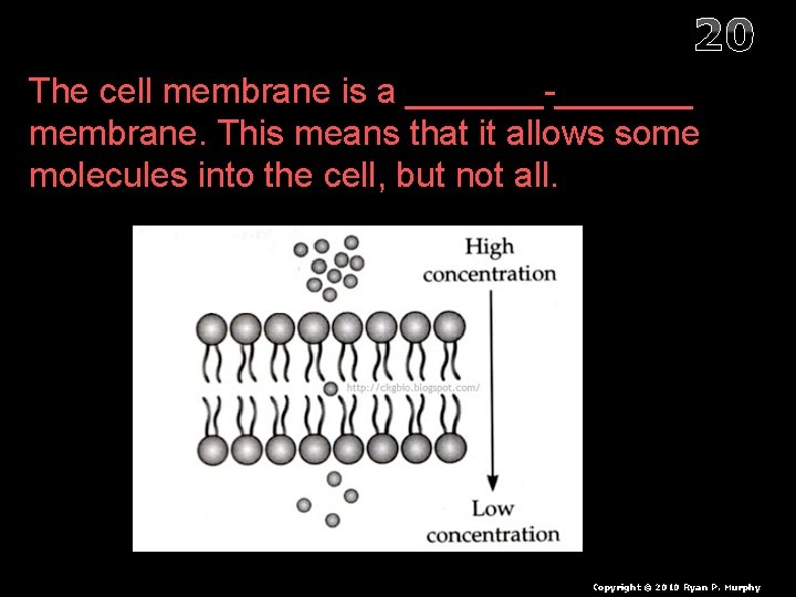 20 The cell membrane is a _______-_______ membrane. This means that it allows some