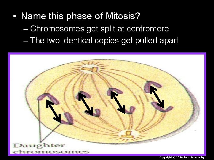  • Name this phase of Mitosis? – Chromosomes get split at centromere –