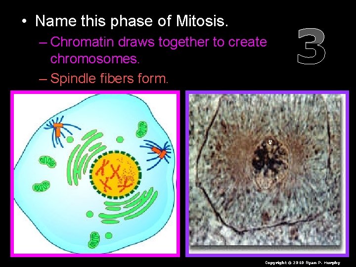  • Name this phase of Mitosis. – Chromatin draws together to create chromosomes.