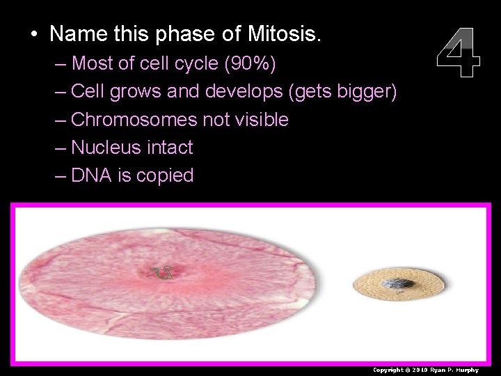  • Name this phase of Mitosis. – Most of cell cycle (90%) –