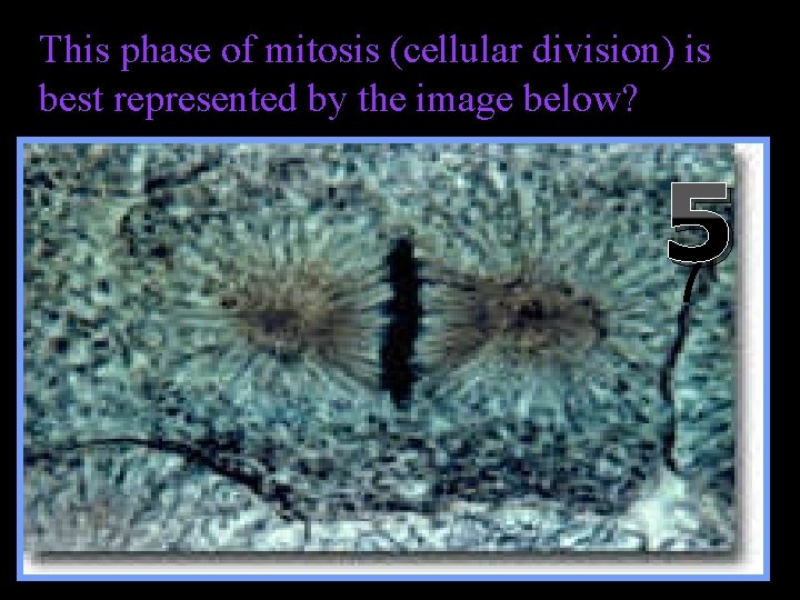 This phase of mitosis (cellular division) is best represented by the image below? 5