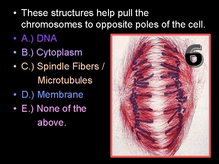  • These structures help pull the chromosomes to opposite poles of the cell.