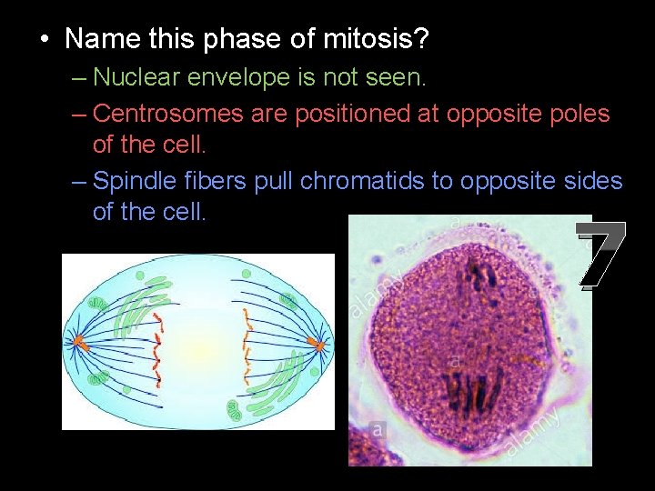  • Name this phase of mitosis? – Nuclear envelope is not seen. –