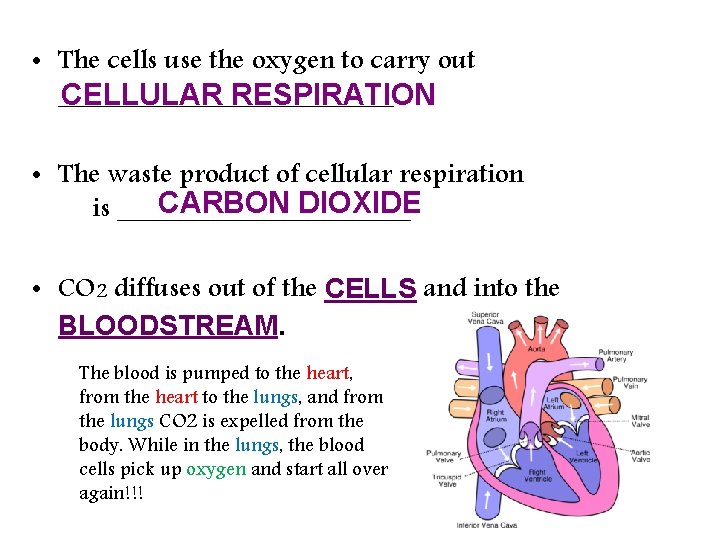  • The cells use the oxygen to carry out ____________ CELLULAR RESPIRATION •