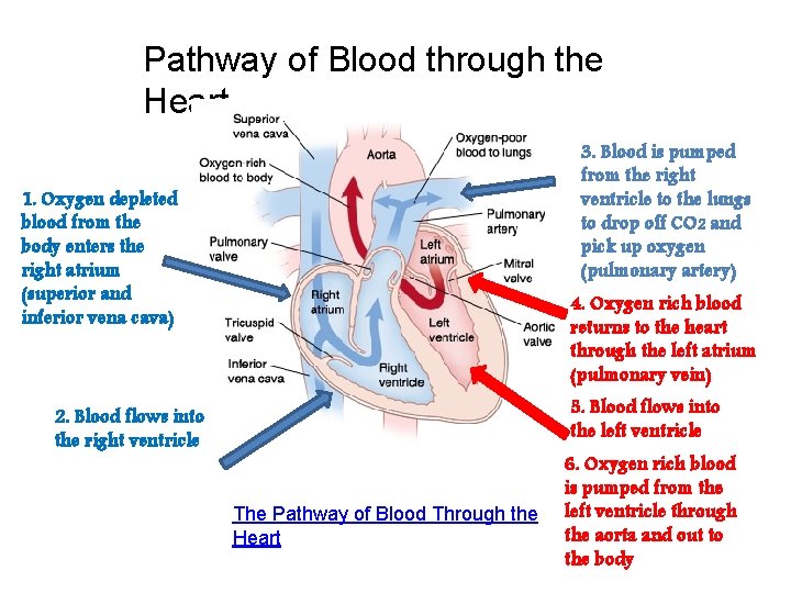 Pathway of Blood through the Heart 3. Blood is pumped from the right ventricle