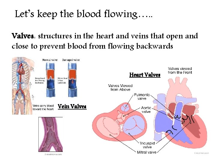 Let’s keep the blood flowing…. . Valves: structures in the heart and veins that