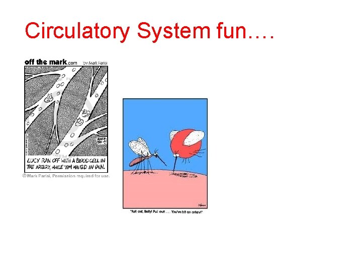Circulatory System fun…. 