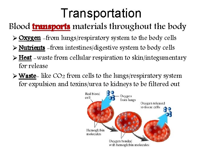 Transportation Blood transports materials throughout the body Ø Oxygen -from lungs/respiratory system to the