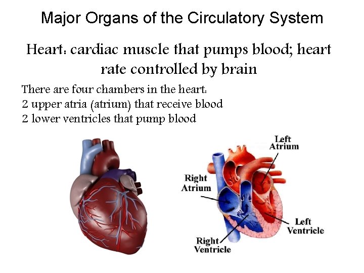 Major Organs of the Circulatory System Heart: cardiac muscle that pumps blood; heart rate