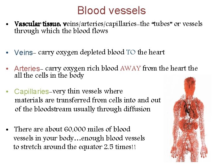 Blood vessels • Vascular tissue: veins/arteries/capillaries-the “tubes” or vessels through which the blood flows