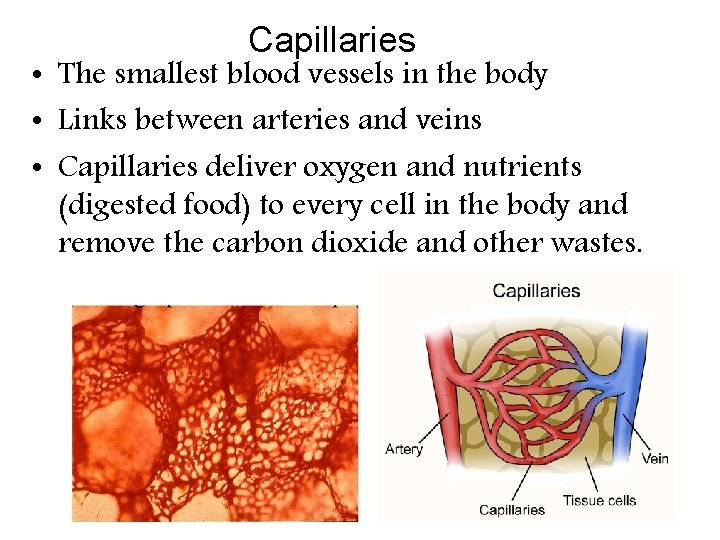 Capillaries • The smallest blood vessels in the body • Links between arteries and