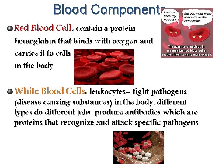 Blood Components Red Blood Cell: contain a protein hemoglobin that binds with oxygen and