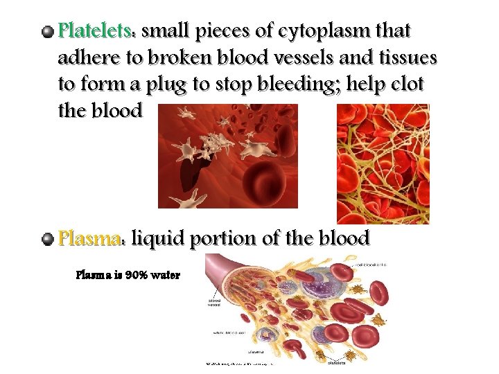 Platelets: small pieces of cytoplasm that adhere to broken blood vessels and tissues to