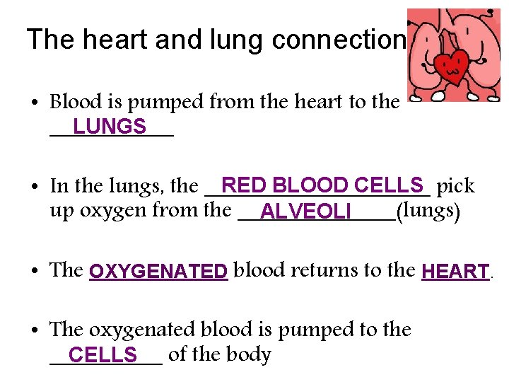 The heart and lung connection……. • Blood is pumped from the heart to the