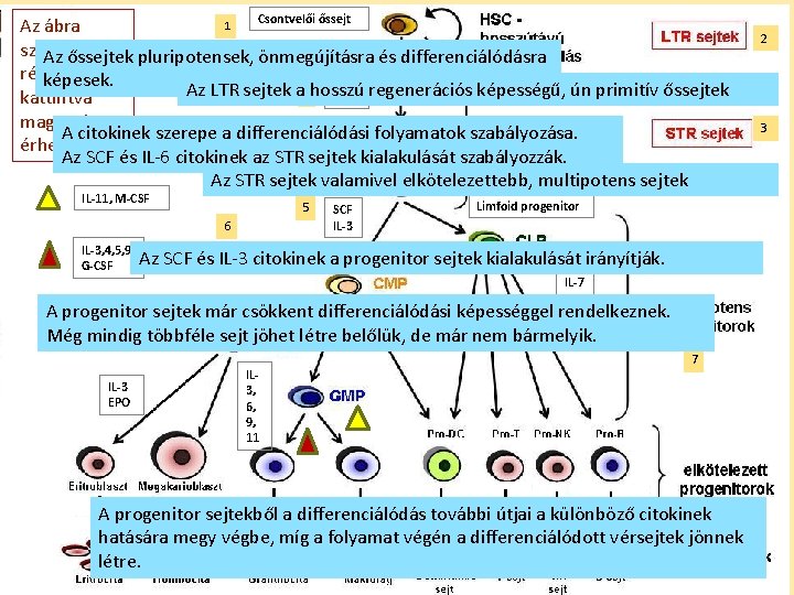 Csontvelői őssejt 1 Az ábra számozott Az őssejtek pluripotensek, önmegújításra és differenciálódásra részeire SCF