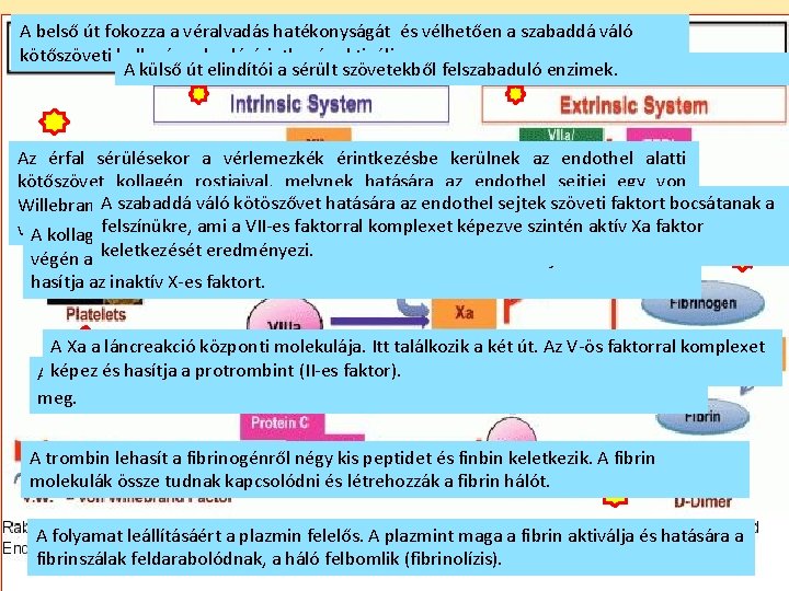 A belső út fokozza a véralvadás hatékonyságát és vélhetően a szabaddá váló kötőszöveti kollagénnel